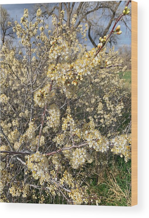 Cherry Creek Wood Print featuring the photograph Cherry Creek Trail Spring 2021 Study 4 by Robert Meyers-Lussier