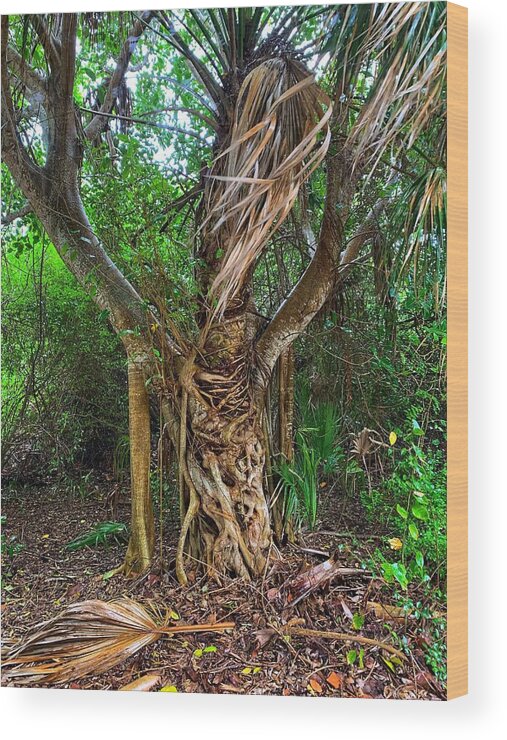 Tree Wood Print featuring the photograph Cool Tree by Vicki Lewis