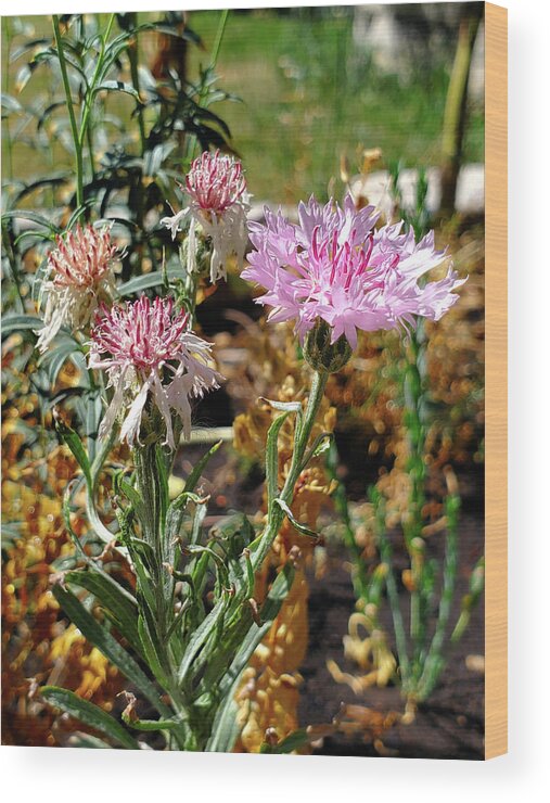 Centaurea Cyanus Wood Print featuring the photograph Cornflowers by Jean Evans