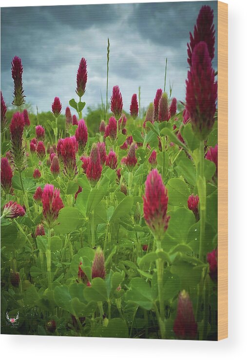 Crimsonclover Wood Print featuring the photograph Crimson Clover by Pam Rendall