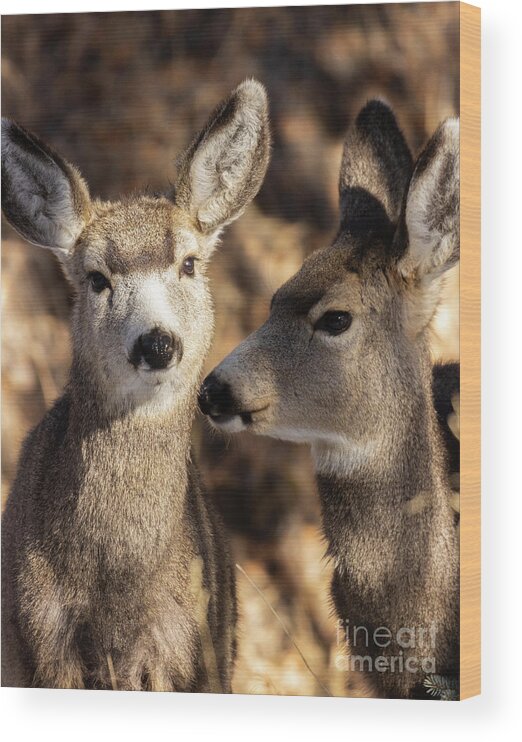 Deer Wood Print featuring the photograph Cute Pair of Mule Deer by Steven Krull