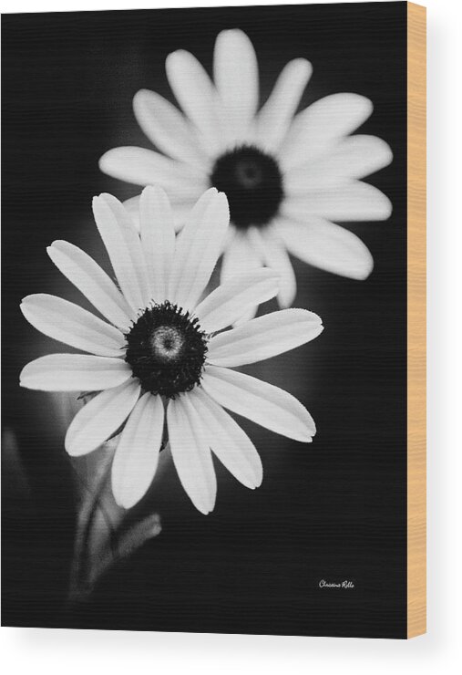 Daisies Wood Print featuring the photograph Daisies Black And White Flowers by Christina Rollo