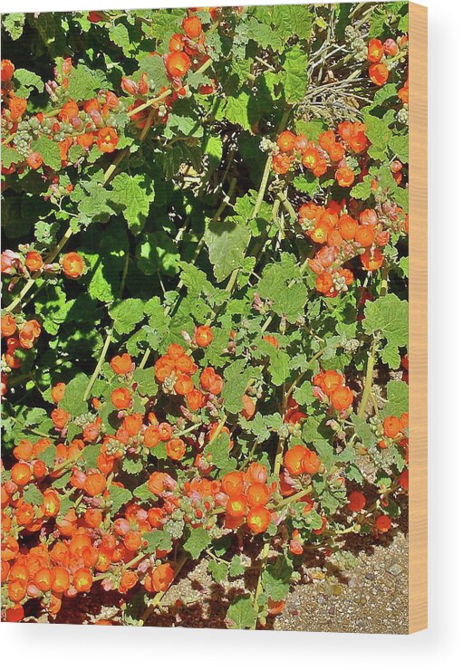 Botanical Wood Print featuring the photograph Desert Globemallow by Bonnie See