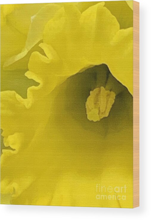 Daffodil Wood Print featuring the photograph Divinely Golden by Tiesa Wesen