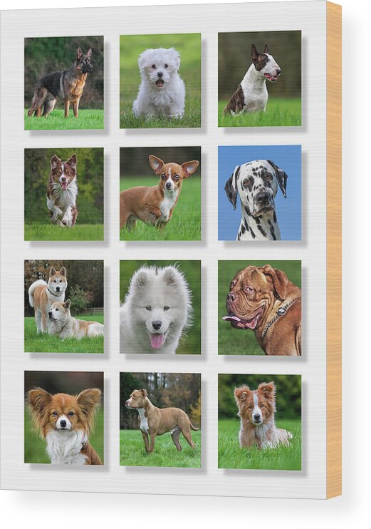 Collage Wood Print featuring the photograph Dog Breeds by Arterra Picture Library