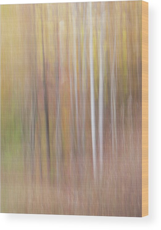 Abstract Forest Wood Print featuring the photograph Dreaming by Forest Floor Photography