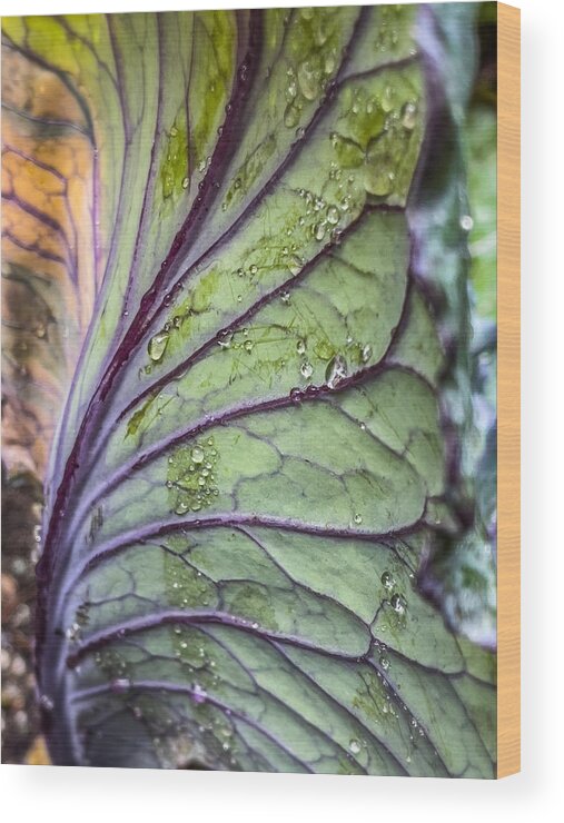 Kale Wood Print featuring the photograph Droplets on a Kale Leaf by Cate Franklyn