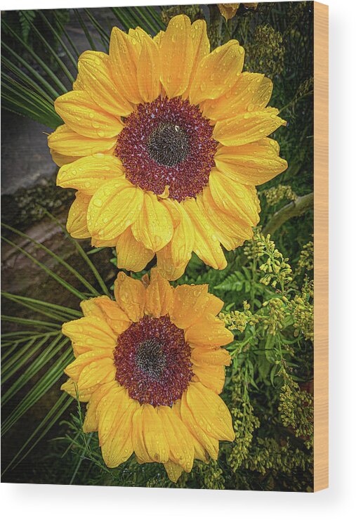 Flower Wood Print featuring the photograph Dual sunflowers by Jim Feldman