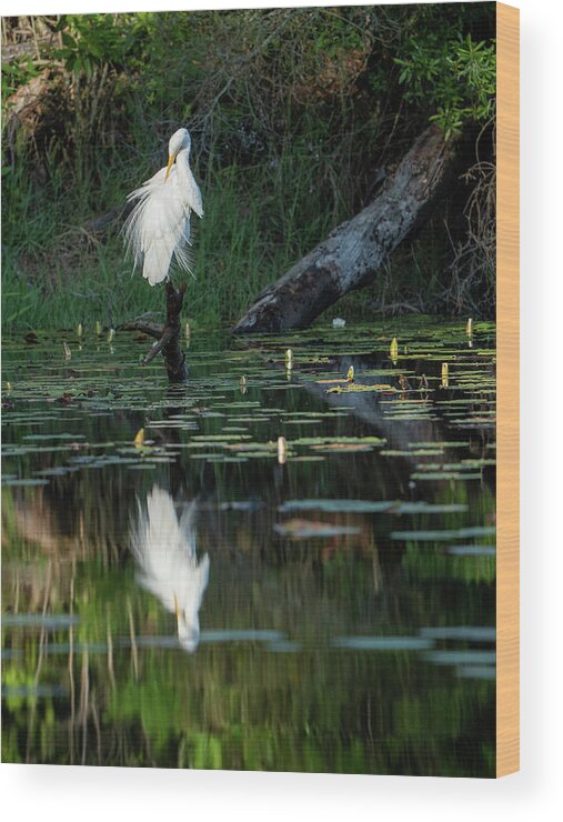 Egret Wood Print featuring the photograph Egret, 4.18.22 by Brad Boland