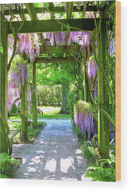 Purple Wisteria Racemes Wood Print featuring the photograph Entranceway to Fantasyland by Susan Maxwell Schmidt