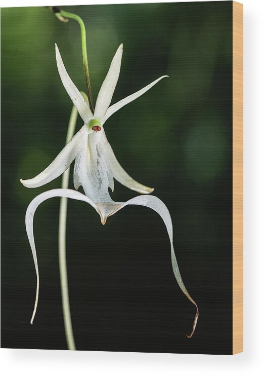 Dendrophylax Lindenii Wood Print featuring the photograph Fading Ghost Orchid by Rudy Wilms