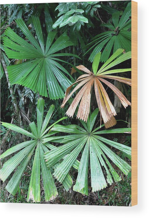 Fan Wood Print featuring the photograph Fan Palms 2 by Nicholas Blackwell