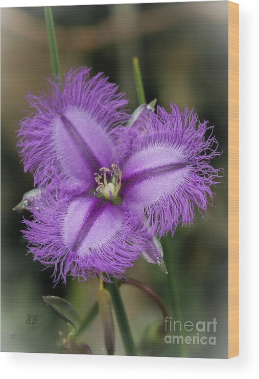 Fringe Lily Wood Print featuring the photograph Fringe Lily - Thysanotus tuberosus by Elaine Teague