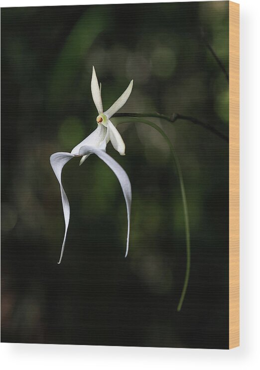 Dendrophylax Lindenii Wood Print featuring the photograph Ghost Orchid 2 by Rudy Wilms