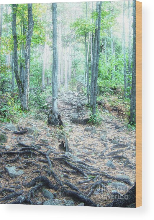 Sugarloaf Mountain Wood Print featuring the photograph Glowing Forest Trail by Phil Perkins