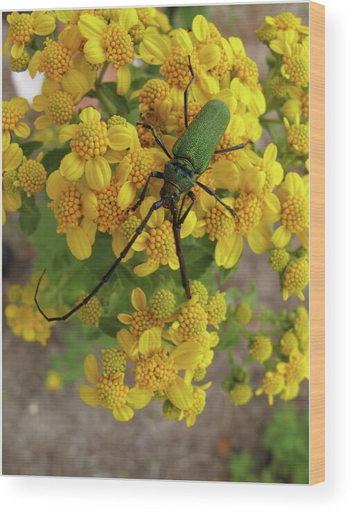 Beetle Wood Print featuring the photograph Green beetle at Yagul, Oaxaca by Lorena Cassady