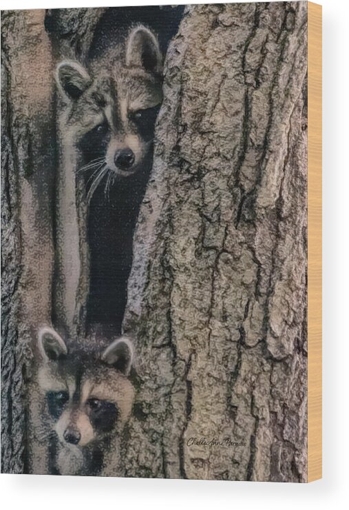 Racoon Wood Print featuring the photograph Hello Neighbor by ChelleAnne Paradis