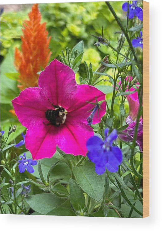Carpenter Bee Wood Print featuring the photograph Hot Pink, Orange, Blue Flowers and a Carpenter Bee by Lora J Wilson