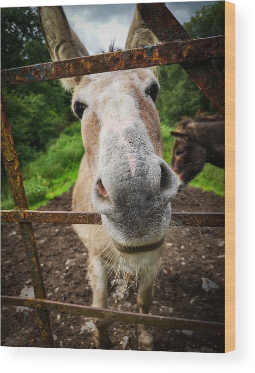 Donkey Wood Print featuring the photograph How're Ya by Mark Callanan