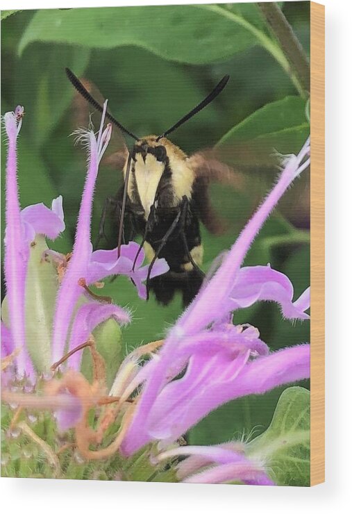 Hummingbird Moth Wood Print featuring the painting Hummingbird Moth Close Up by Rachelle Stracke
