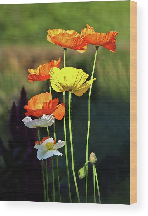 Poppies Wood Print featuring the photograph Iceland Poppies in the Sun by Gill Billington
