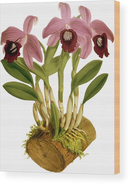 Orchid Wood Print featuring the mixed media Laelia Dayana Orchid by World Art Collective