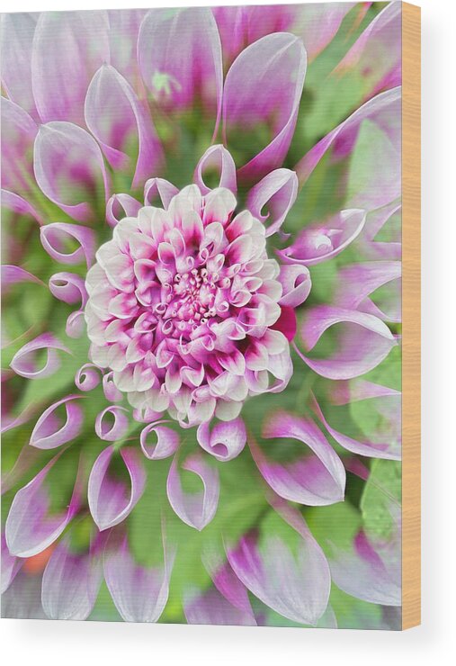 Dahlia Wood Print featuring the photograph Lavender and White Dahlia by Jerry Abbott