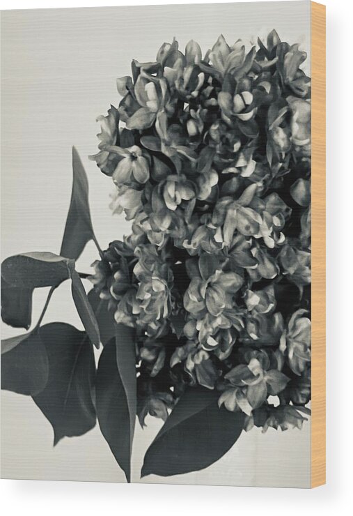 Photography Wood Print featuring the painting Lilac Bloom Black and White by Lisa White