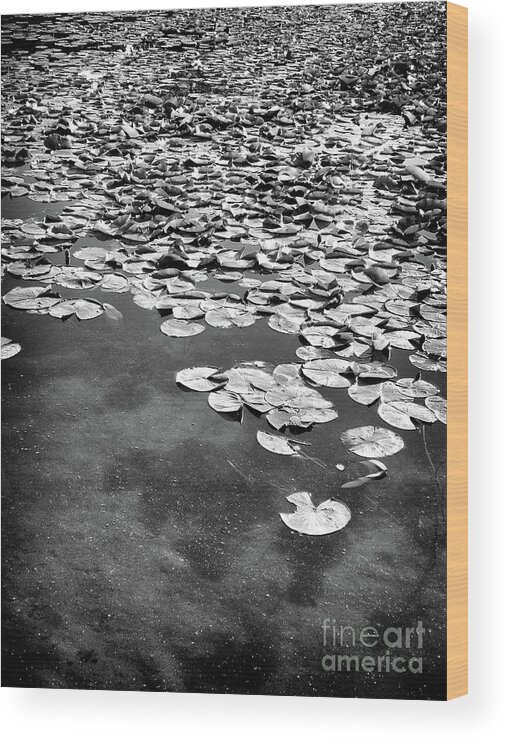 Ann Arbor Wood Print featuring the photograph Lily Pads by Phil Perkins