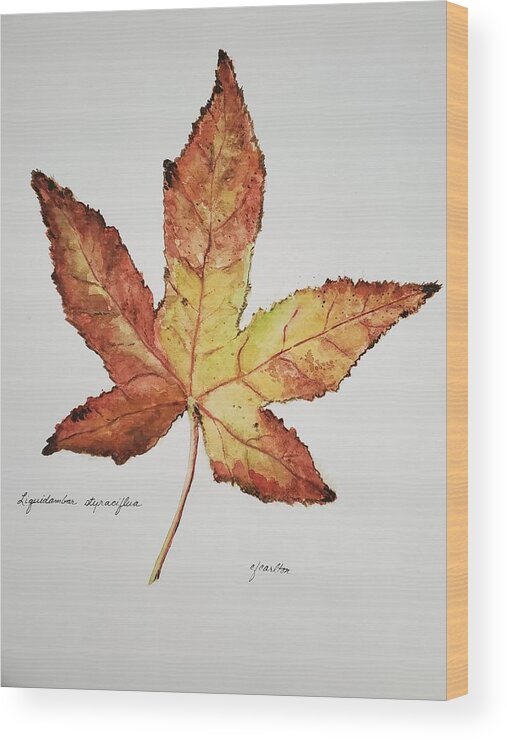 Botanical Wood Print featuring the painting Liquidambar 2- Watercolor by Claudette Carlton