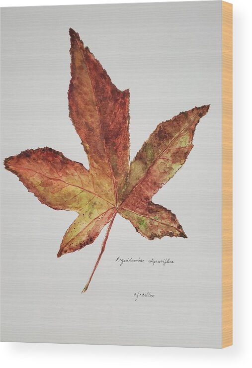 Botanical Wood Print featuring the painting Liquidambar 3 - Watercolor by Claudette Carlton