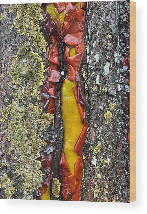 Abstract Wood Print featuring the photograph Madrone Tree Bark Abstract by Jerry Abbott