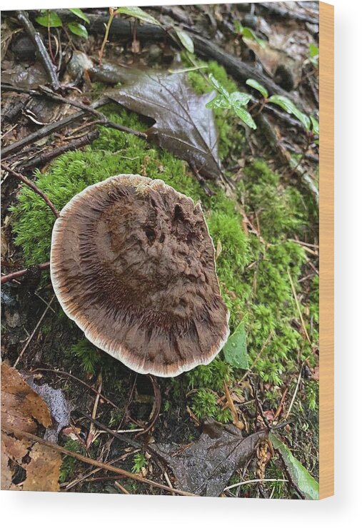 Mushroom Wood Print featuring the photograph Majestic Mushrooms #5 by Anjel B Hartwell