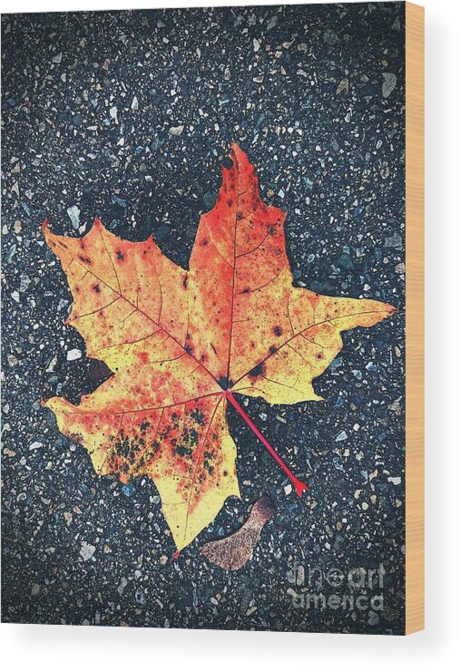 Autumn Wood Print featuring the photograph Maple Leaf by Claudia Zahnd-Prezioso