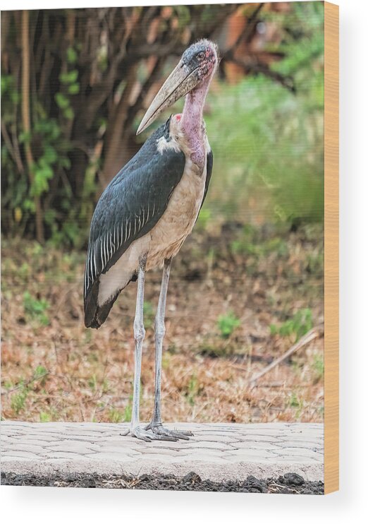 Africa Wood Print featuring the photograph Marabou Stork 2 in Tanzania by Betty Eich