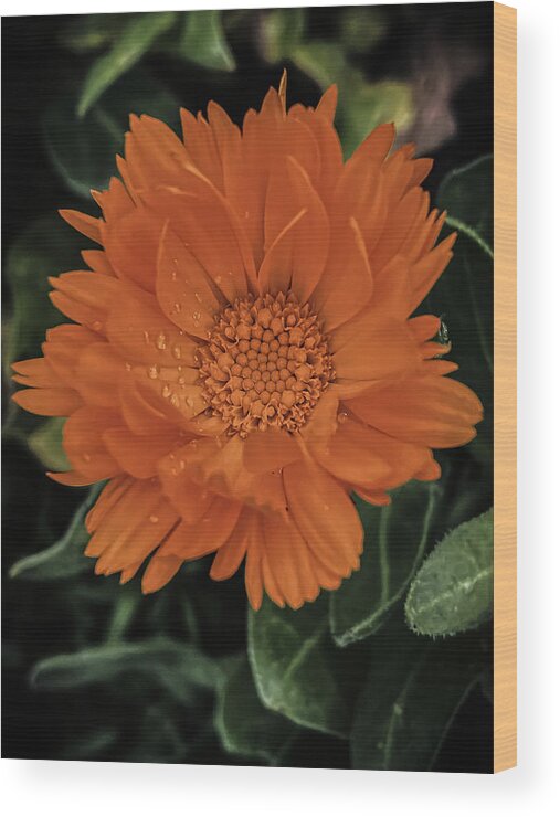 Flower Wood Print featuring the photograph Marigold by Anamar Pictures
