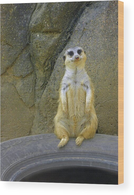 Meerkat Wood Print featuring the photograph Meerkat Tired Of Sitting by Sandi OReilly