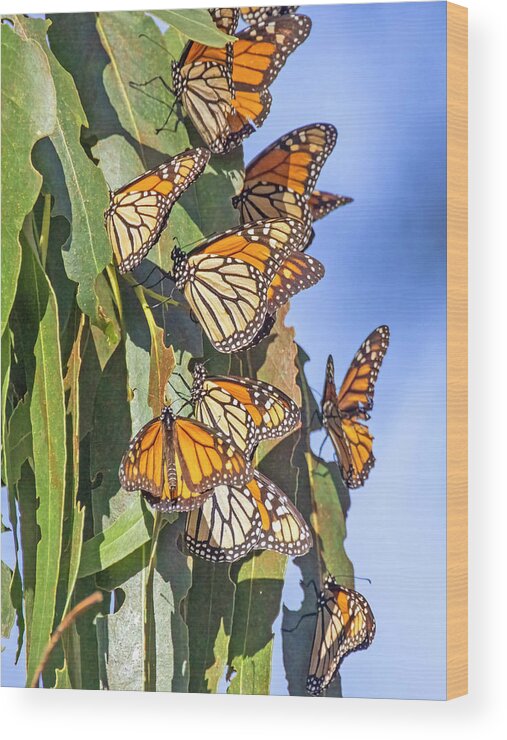 Sanra Cruz Wood Print featuring the photograph Monarch Butterflies #1 by Carla Brennan