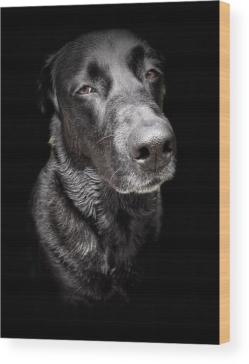 Dog Wood Print featuring the photograph My Dog Darby by David Letts