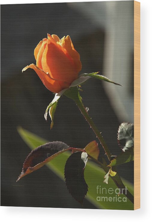 Botanical Wood Print featuring the photograph My Resurrection Rose by Richard Thomas