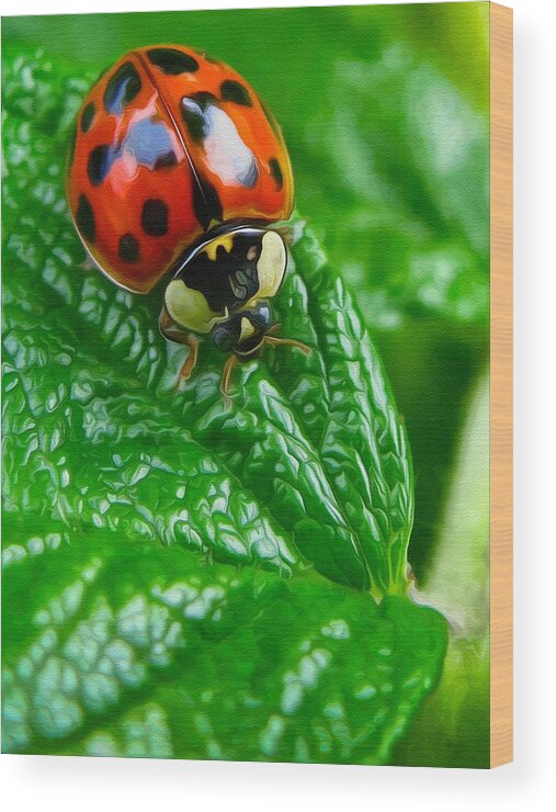 Ladybug Wood Print featuring the photograph Natural color contrast by Tatiana Travelways