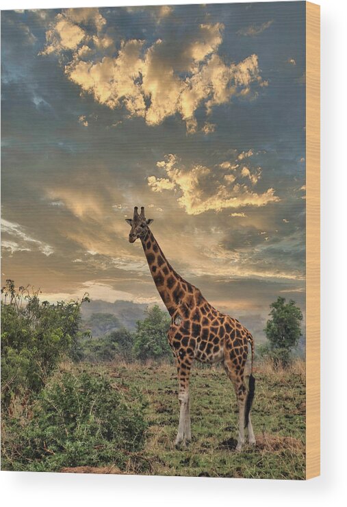 Giraffe Wood Print featuring the digital art Noelle's Giraffe by Russel Considine
