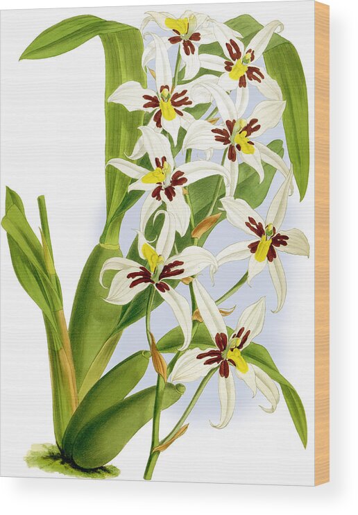 Orchid Wood Print featuring the mixed media Odontoglossum Madrense Orchid by World Art Collective