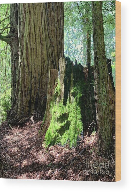 Redwoods Wood Print featuring the photograph Old Man in a Tree by Wendy Golden