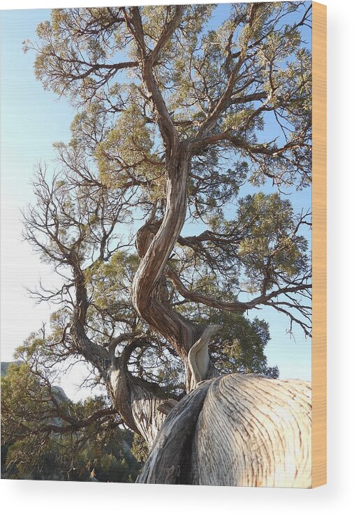 Juniper Wood Print featuring the photograph Old Twisted Juniper 4 by Amanda R Wright