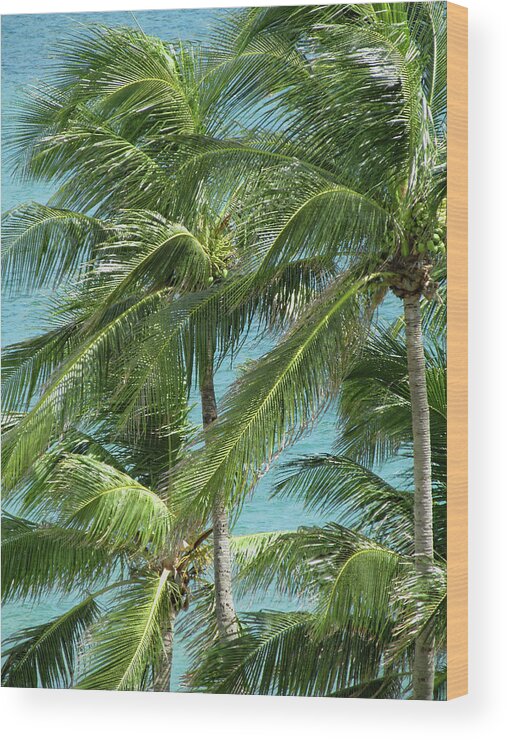 Palm Wood Print featuring the photograph Palm Trees by the Ocean by Corinne Carroll