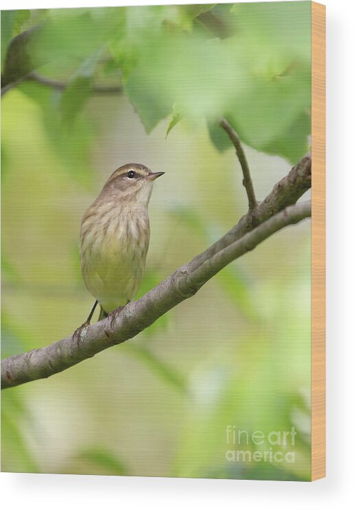 Birds Wood Print featuring the photograph Palm Warbler by Chris Scroggins