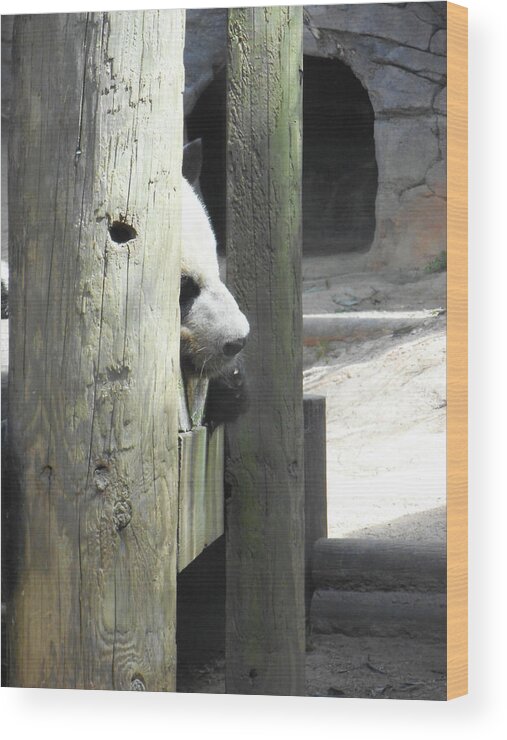 Panda Wood Print featuring the photograph Panda Nap by Heather E Harman