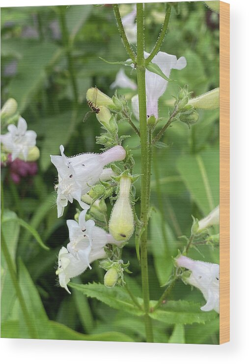 Penstemon Digitalis Wood Print featuring the photograph Penstemon Digitalis and Bee by Kristin Hatt