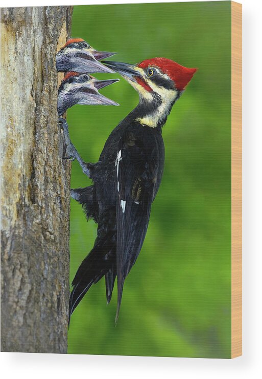 Woodpecker Wood Print featuring the photograph Morning Delivery by Art Cole